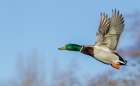 Mallard drake, late autumn flight Art Print